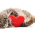 Патологии сердца у животных: профилактика и диагностика